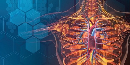 Global Bio Simulation Market
